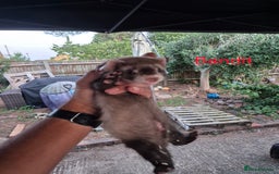 Ferret rodents for sale: Ferret kits for sale  - Image 3