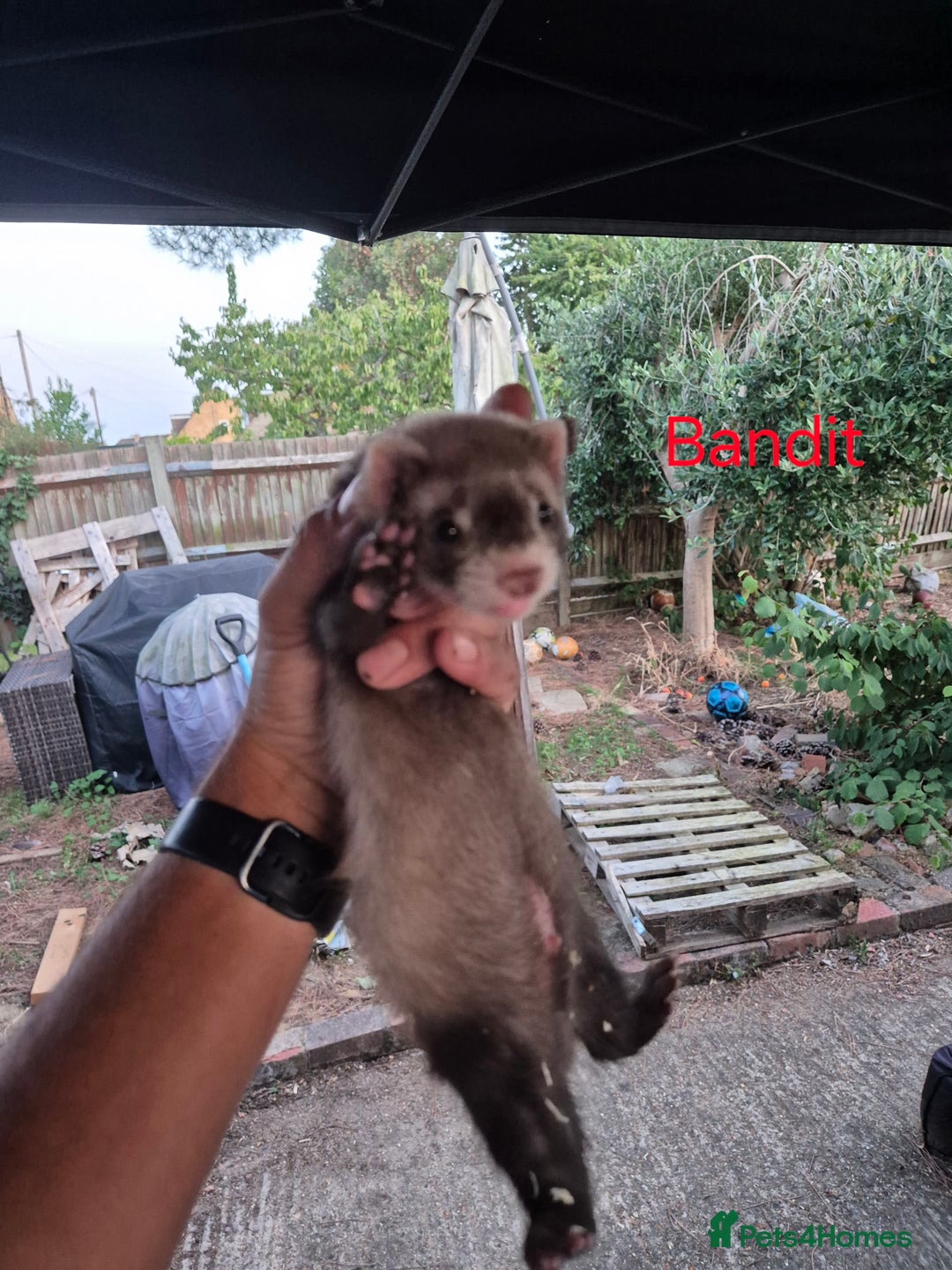 Ferret rodents for sale: Ferret kits for sale  - Image 3