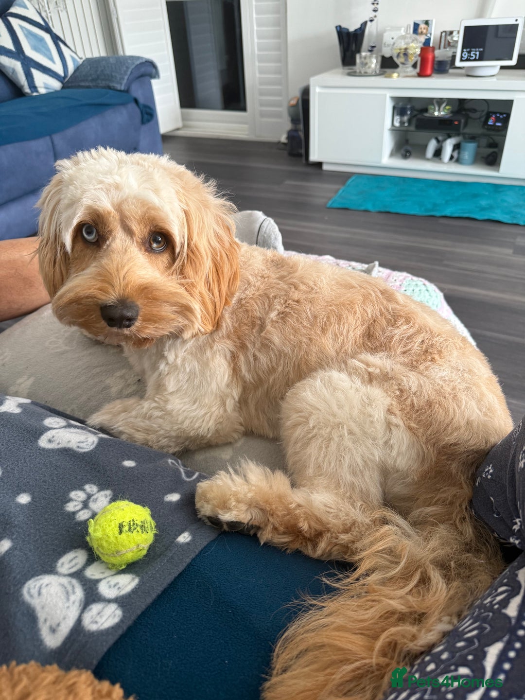Cockapoo dogs for sale: Cockapoo - Image 6