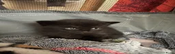 Mixed Breed cats for sale: 1 boy and 2 girl kittens for sale  in Farnborough - Advert 7