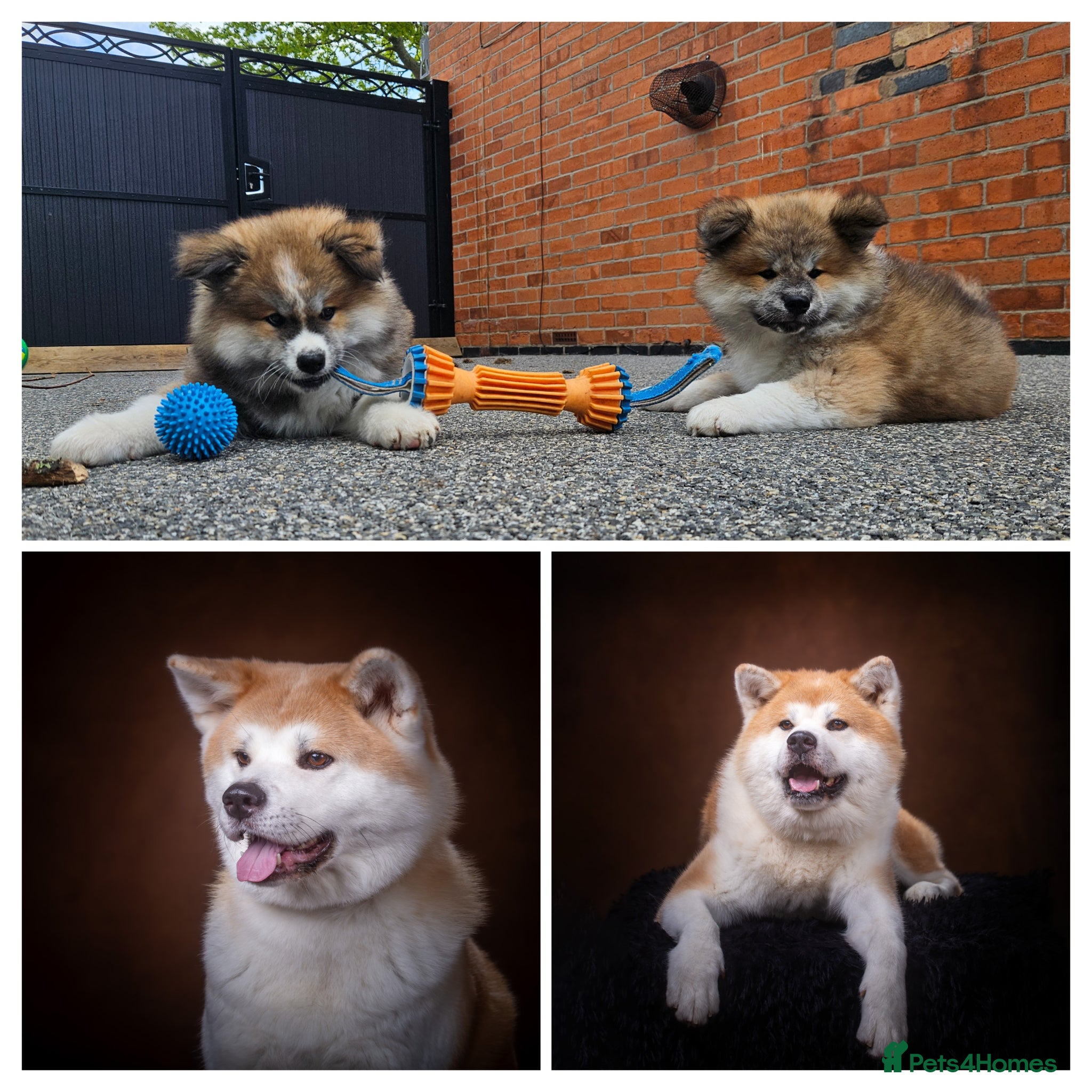 Japanese Akita Inu dogs RKC Registered Two Beautiful Long-Coat Puppies - Advert 1