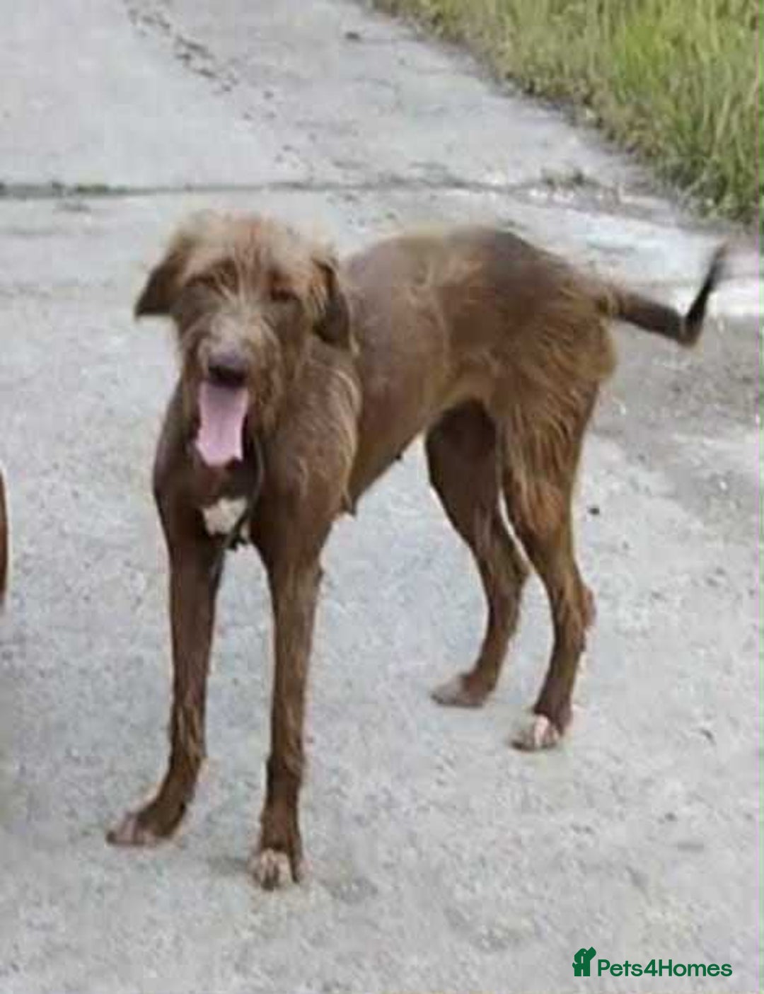 Lurcher dogs for sale: Beautiful woolly coated lurcher pups  - Advert 2