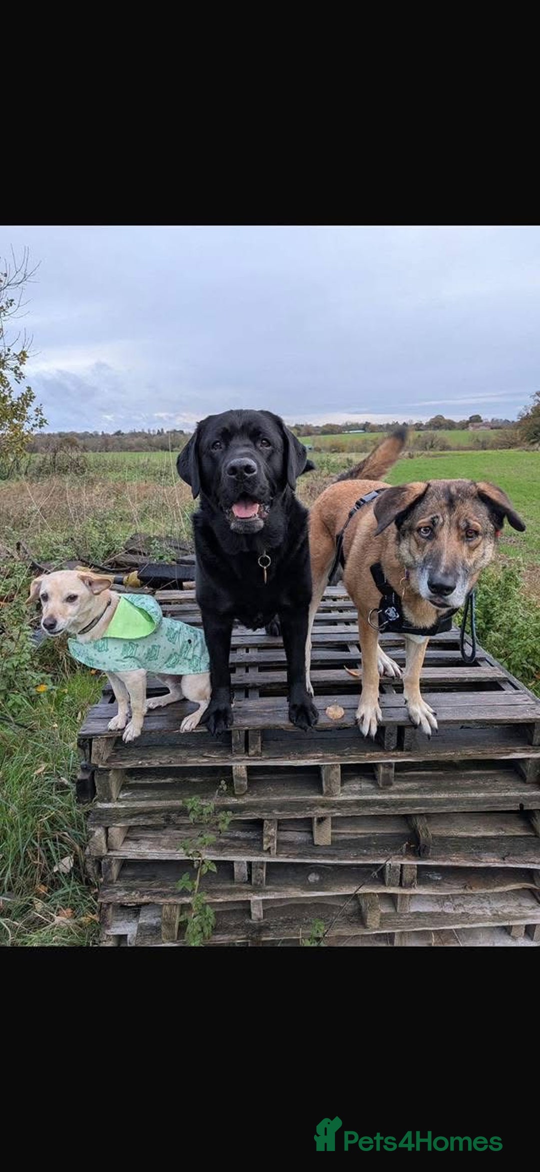 Mixed Breed dogs for adoption: Chester the little boy  - Advert 5