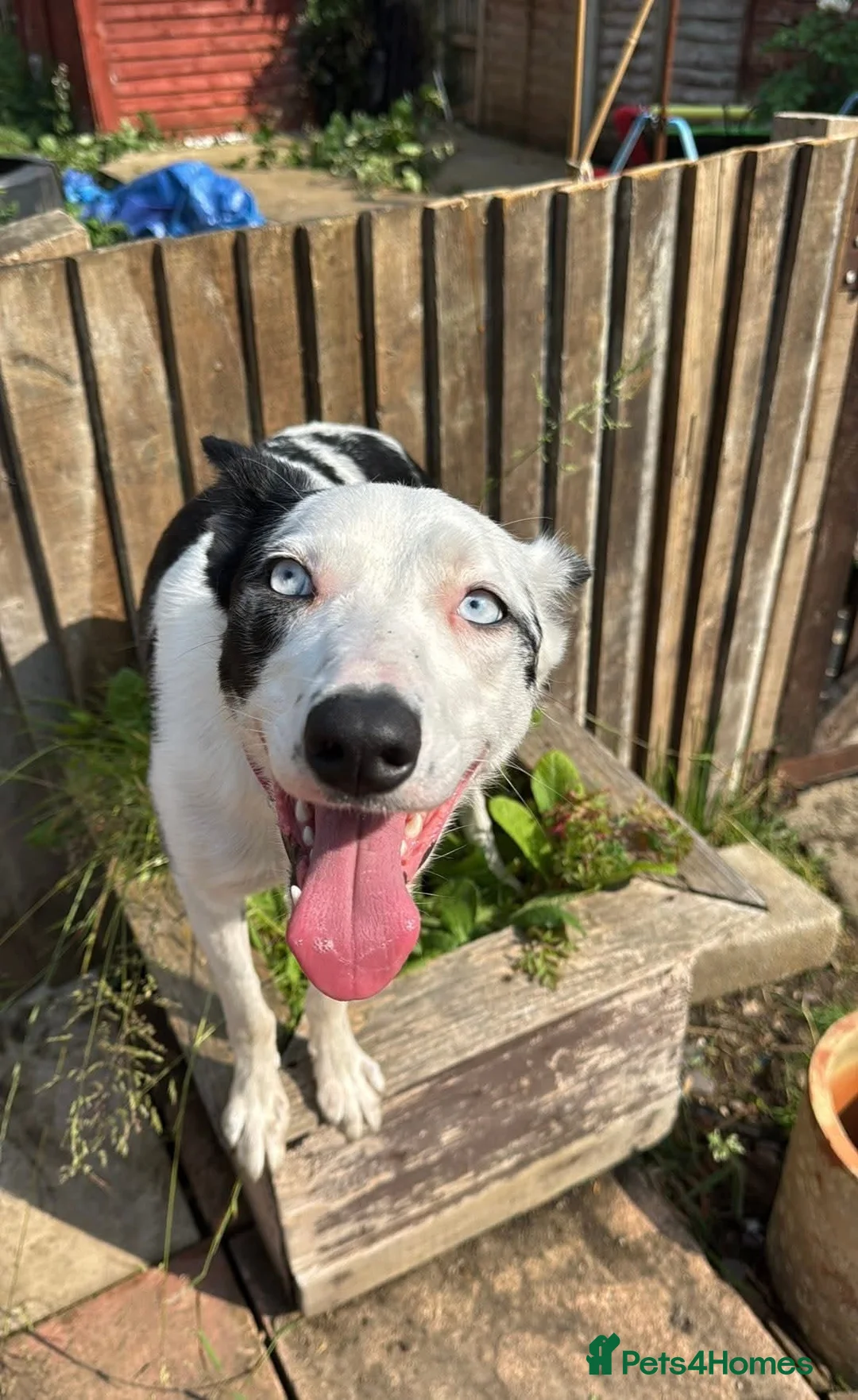 Mixed Breed dogs for sale: Unfortunate Rehome (mum is cover pic) - Advert 1