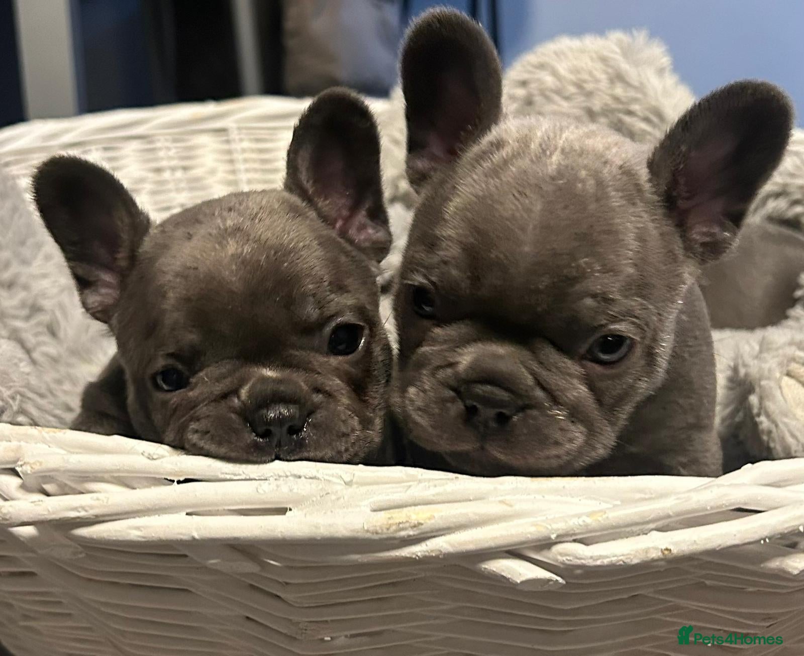 French Bulldog dogs Beautiful looking French bulldog puppies - Advert 1