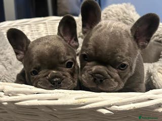 French Bulldog dogs Beautiful looking French bulldog puppies - Advert 1