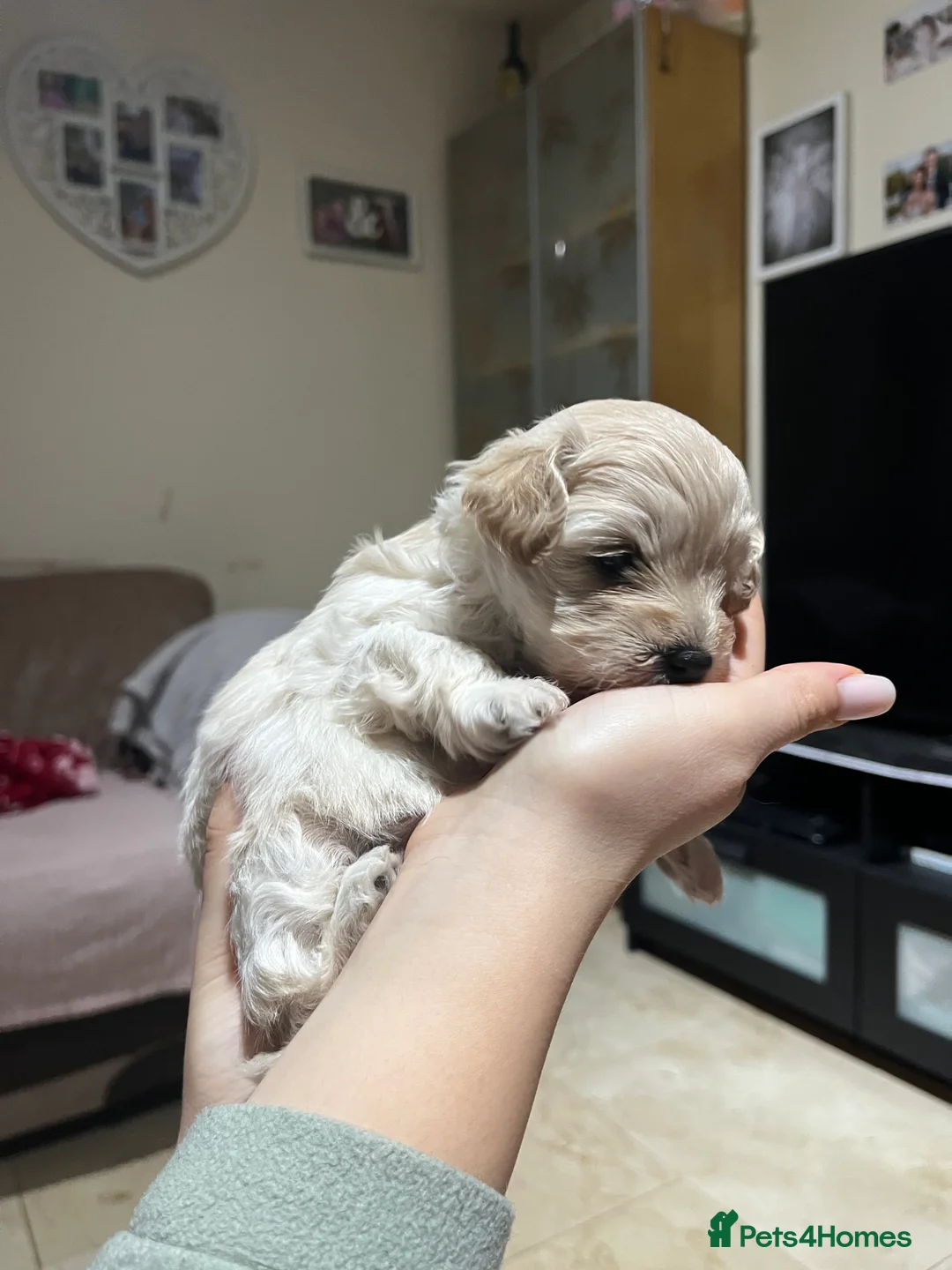 Maltipoo dogs for sale: Pure Maltipoo Puppies   - Advert 1