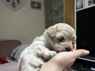 Maltipoo dogs Pure Maltipoo Puppies - Advert 1