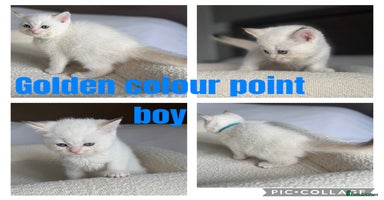 British Shorthair cats - Advert 16