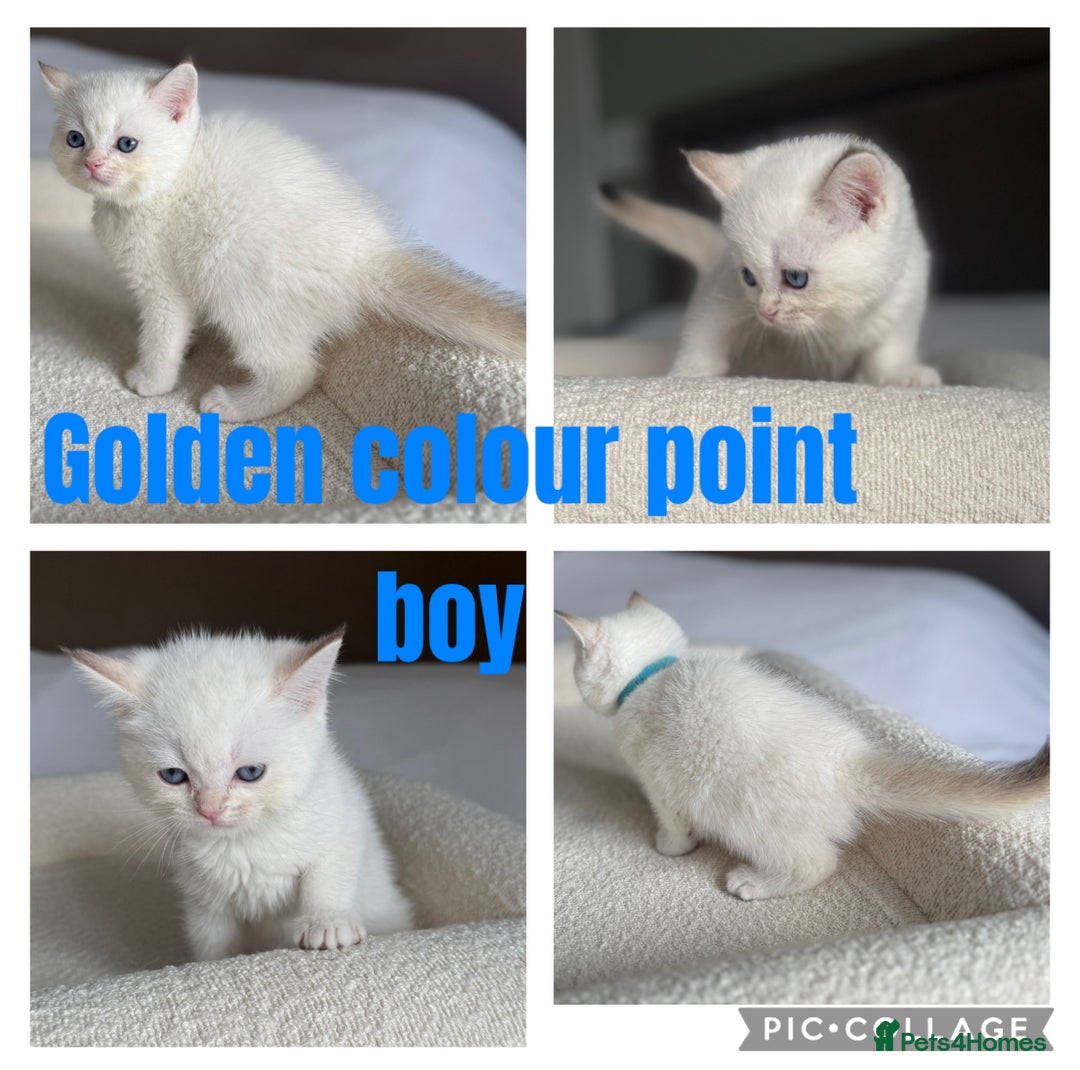 British Shorthair cats for sale: TICA golden and colourpoint BSH - Image 7