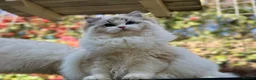 Ragdoll cats for sale: 2 Active girls  - Advert 4