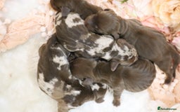 Miniature Dachshund dogs for sale: KC Miniature Dachshund Puppies - Image 11