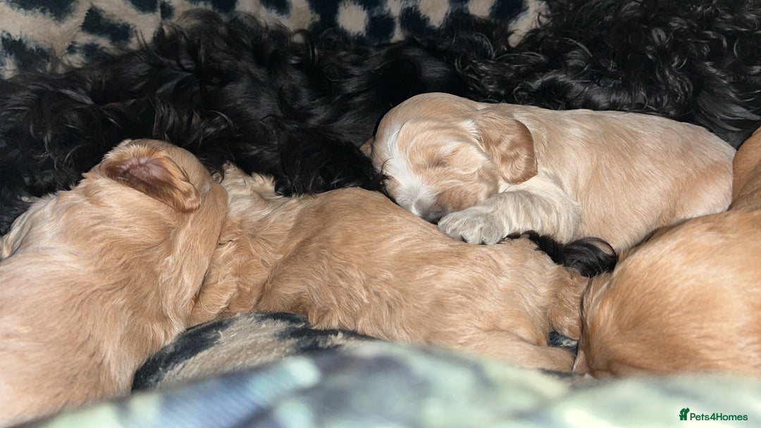 Cockapoo dogs for sale: Cocker spaniel/Cockapoo Pups - Advert 18