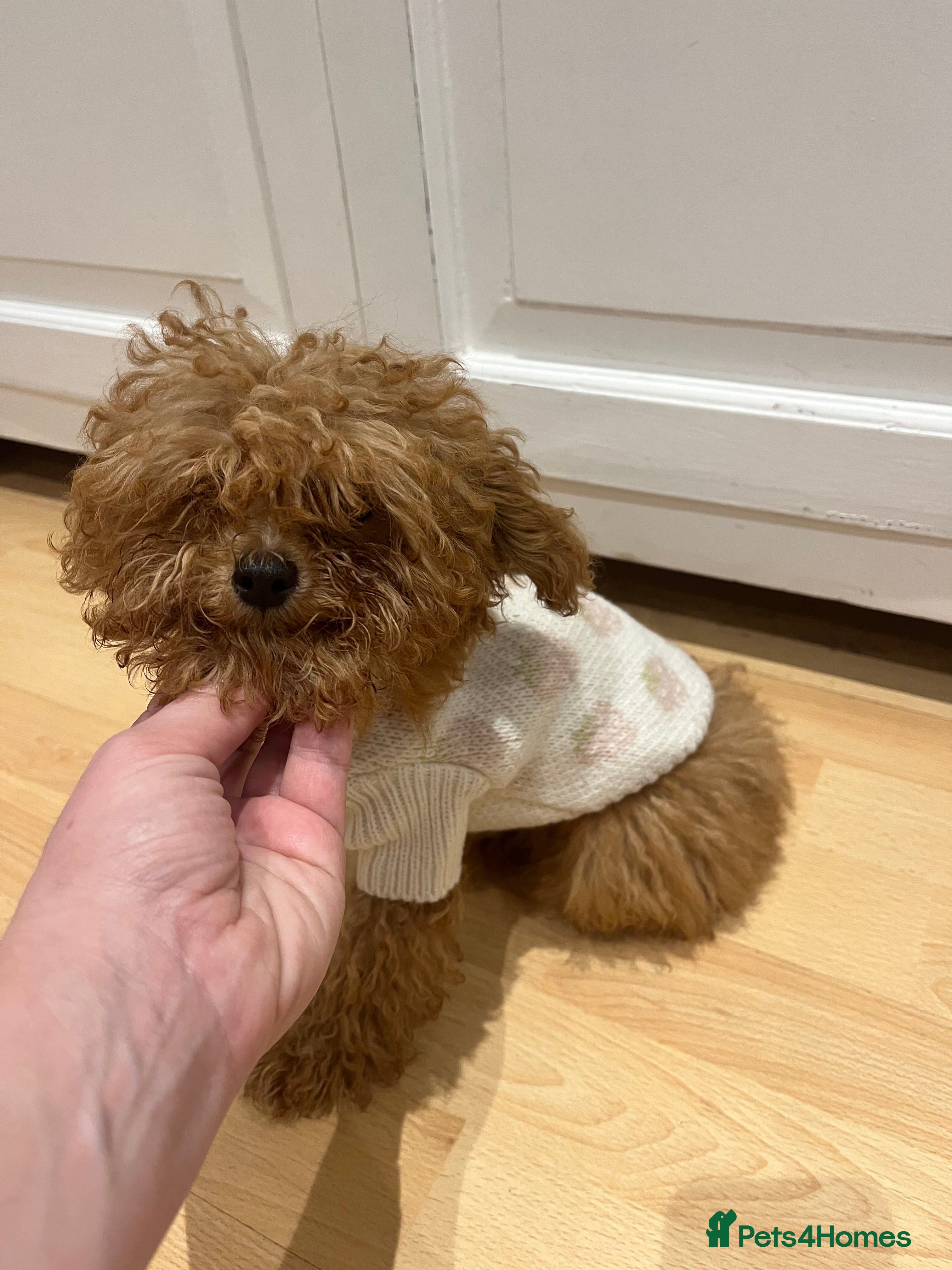 Toy Poodle dogs 🧸Beautiful red toy/asian poodle puppies 🧸  - Advert 5
