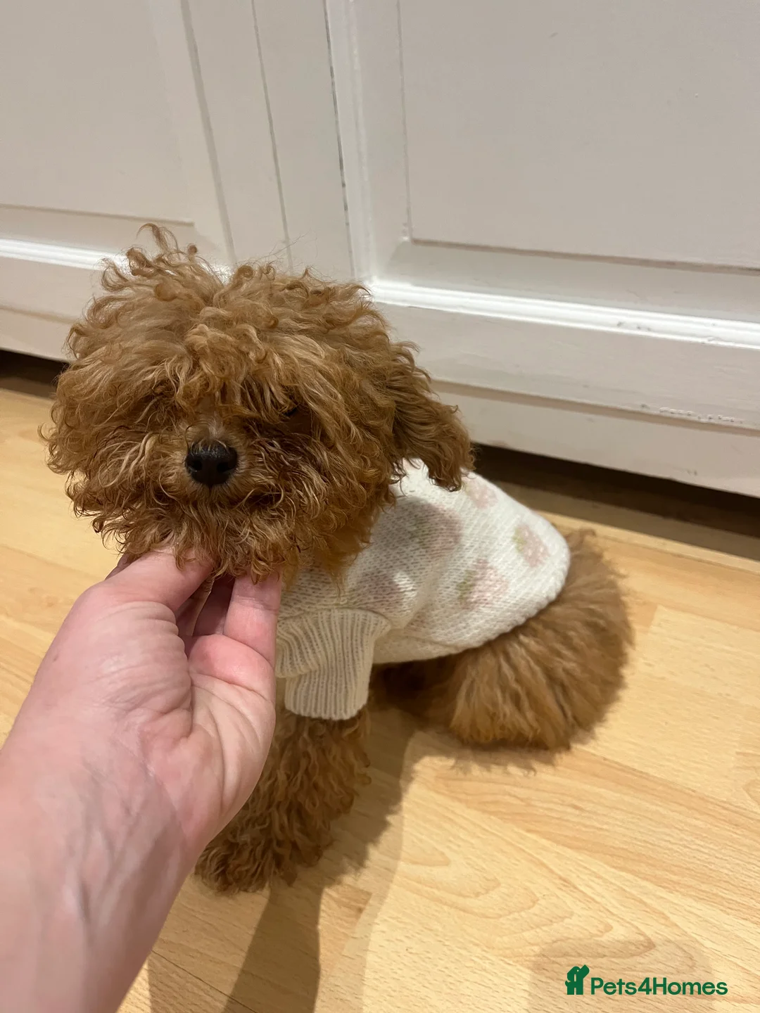 Toy Poodle dogs for sale: 🧸Beautiful red toy/asian poodle puppies 🧸  - Advert 2