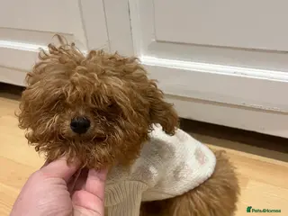 Toy Poodle dogs 🧸Beautiful red toy/asian poodle puppies 🧸 - Advert 5