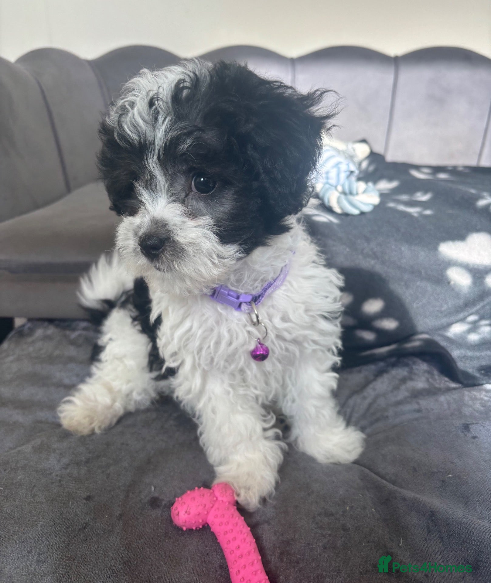 Maltipoo dogs Ready now Gorgeous F1 Maltipoo Pups - Advert 2
