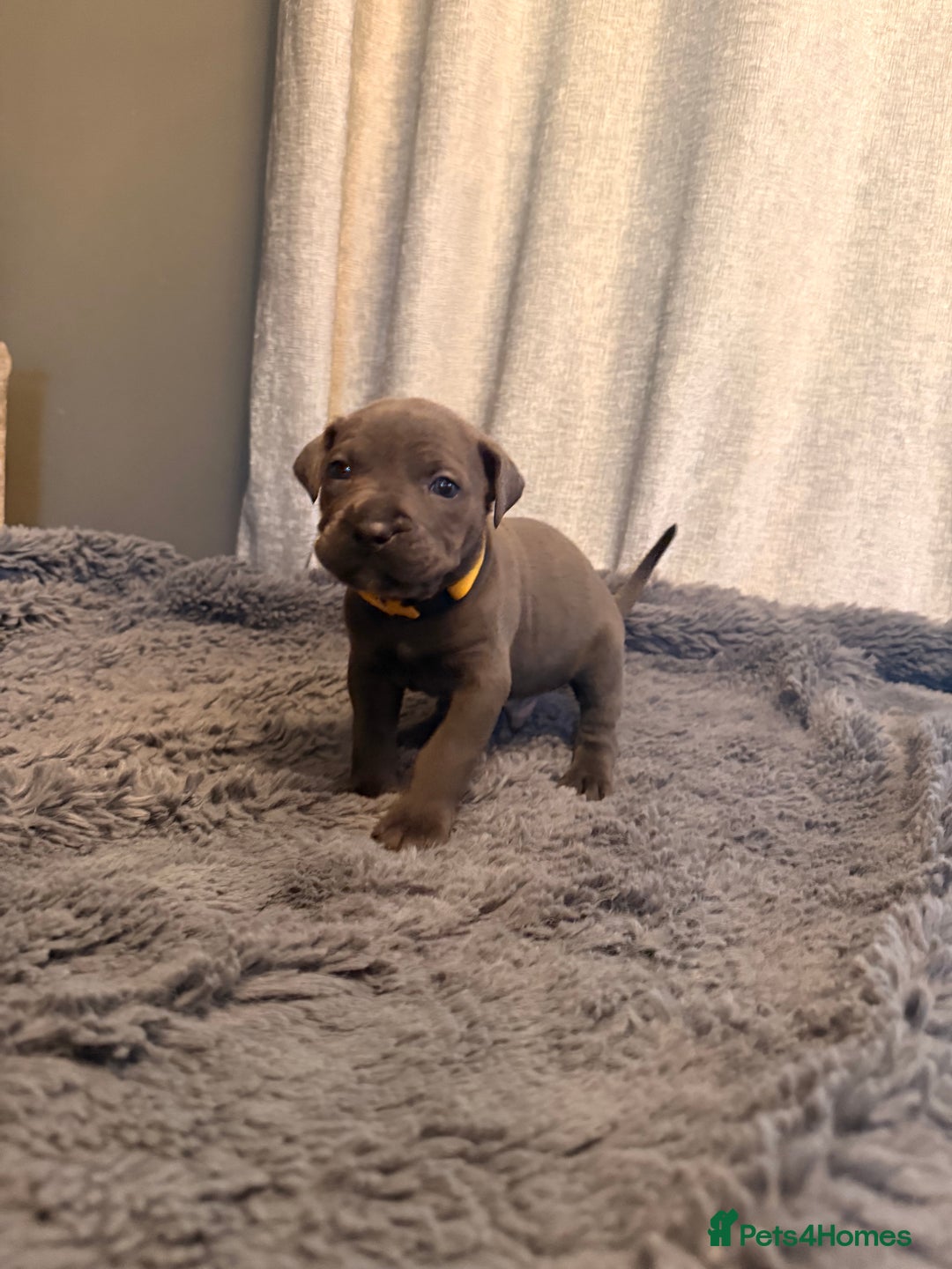Cane Corso dogs for sale: Exceptional, Champion Bloodline Cane Corso Puppies - Advert 30