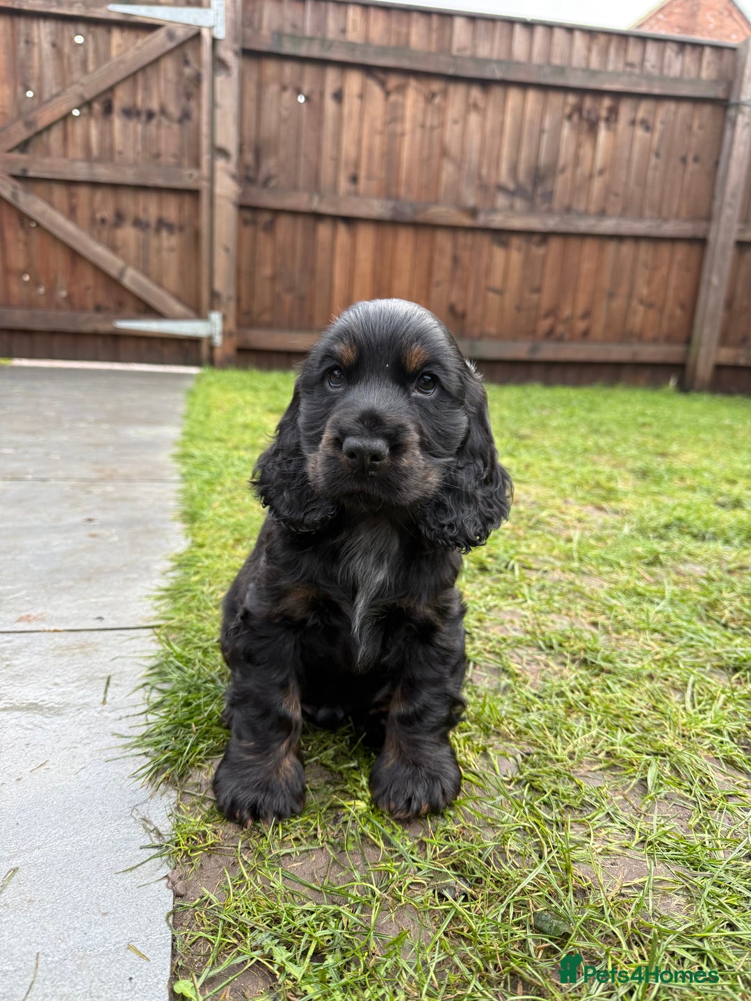 Cocker Spaniel dogs for sale: KC Reg Show Type Cocker Spaniel Puppies - Advert 5