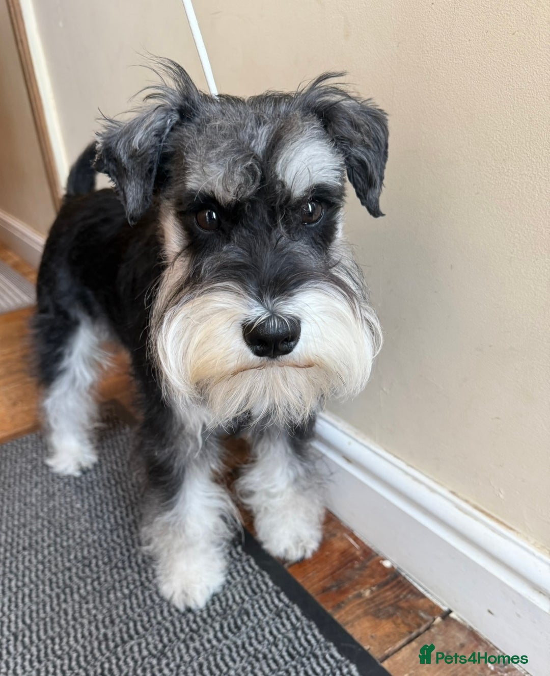 Miniature Schnauzer dogs for stud: Miniature Schnauzer stud - Advert 2