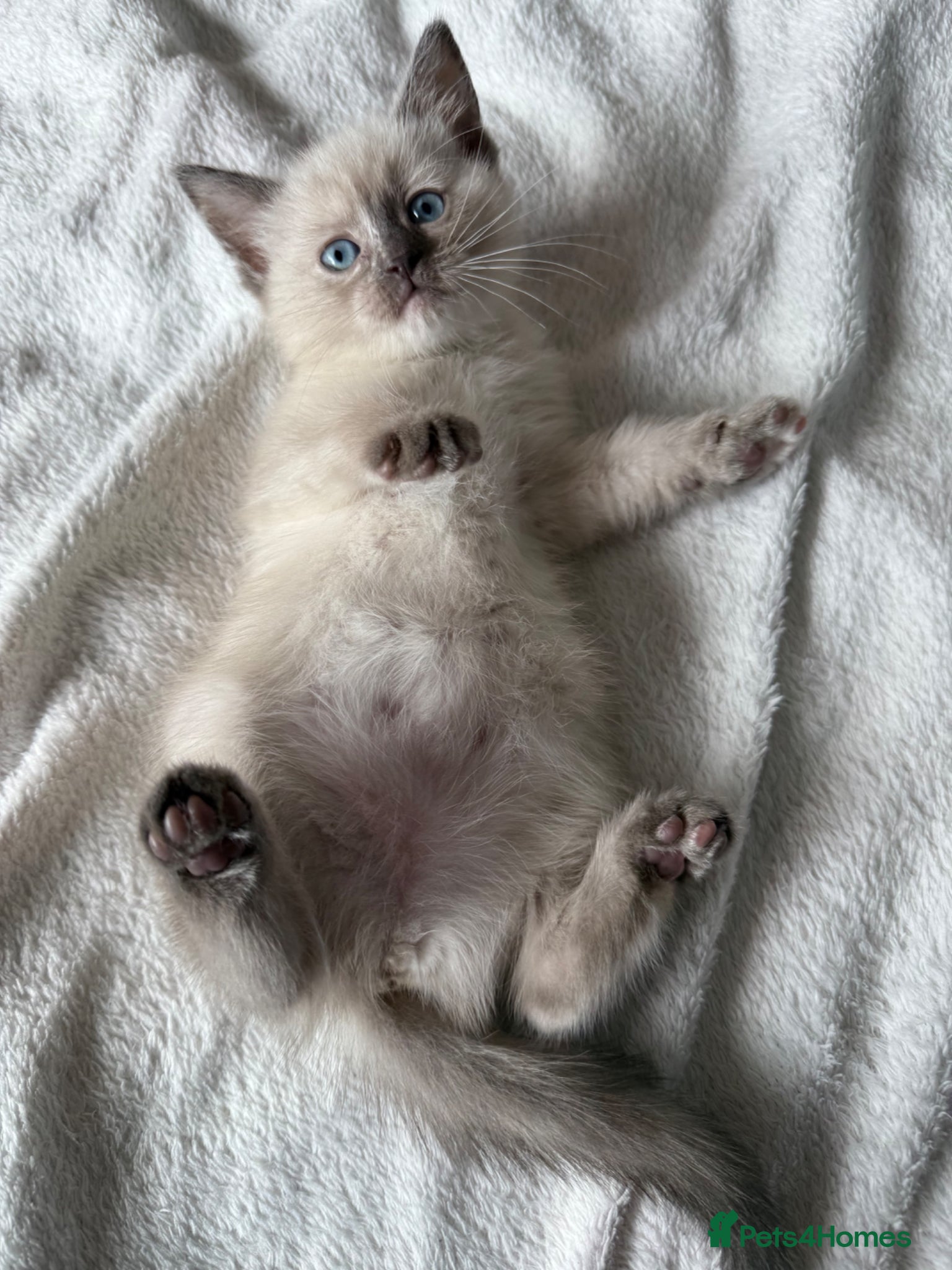 Ragdoll cats Female Ragdoll Kitten - Advert 7