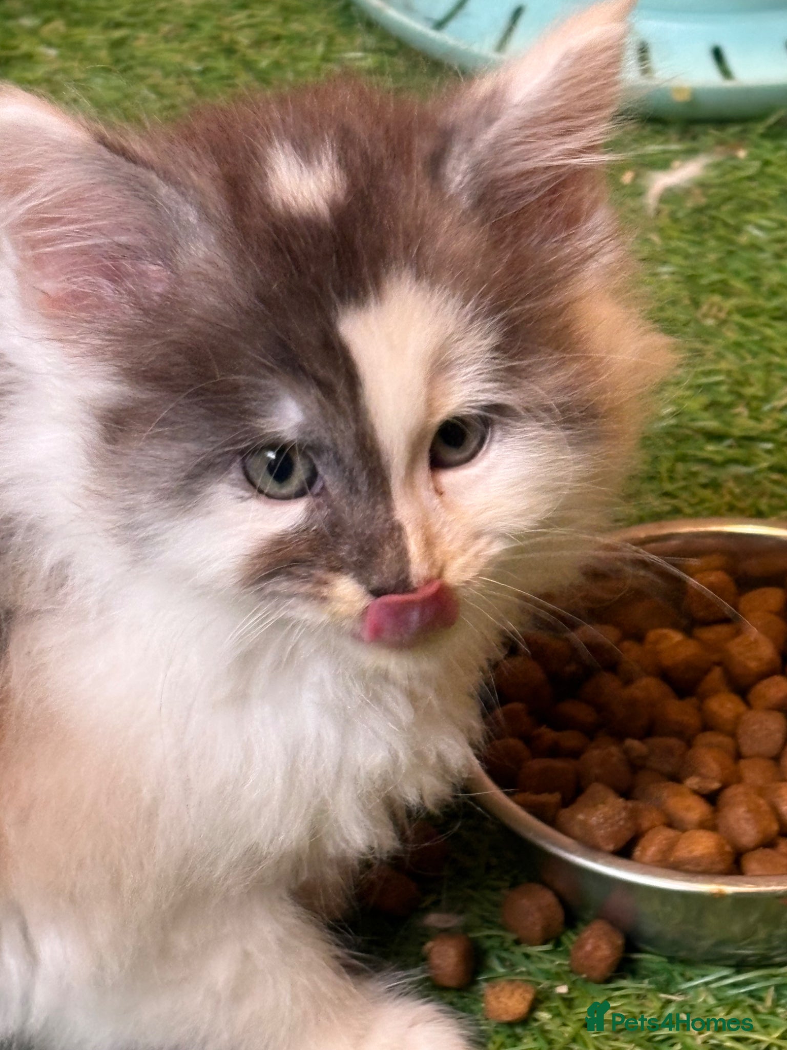 Maine Coon cats Main coon kittens  - Advert 6