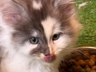 Maine Coon cats Main coon kittens - Advert 6