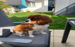 Cavalier King Charles Spaniel dogs for sale: Female Cav King Charles Spaniel - to rehome - Image 2
