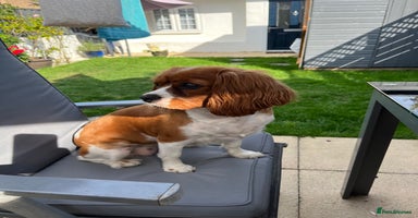 Cavalier King Charles Spaniel dogs - Advert 10