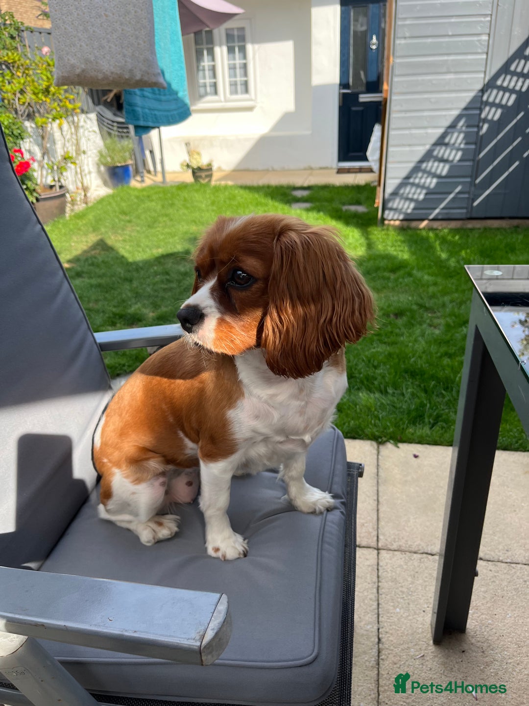 Cavalier King Charles Spaniel dogs for sale: Female Cav King Charles Spaniel - to rehome - Image 2