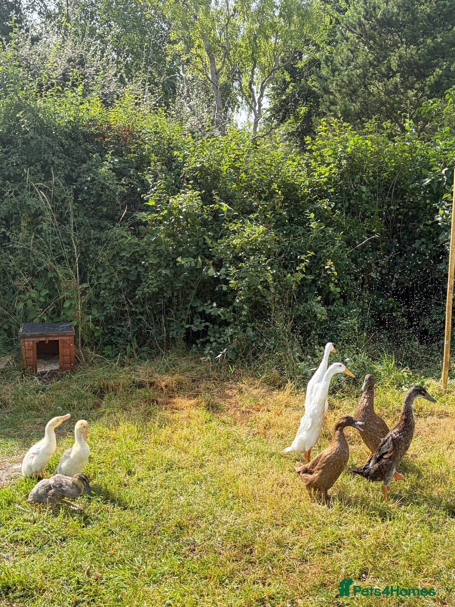 Ducks poultry Runner duck drakes  - Advert 15