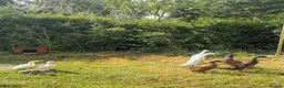 Ducks poultry for sale: Runner duck drakes  - Advert 1
