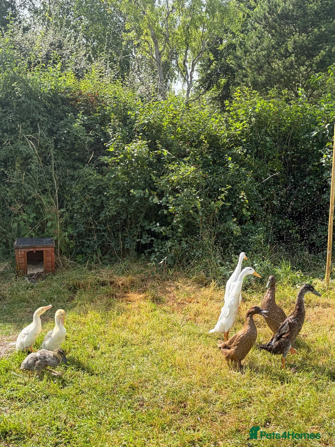 Ducks poultry for sale: Runner duck drakes  - Advert 1