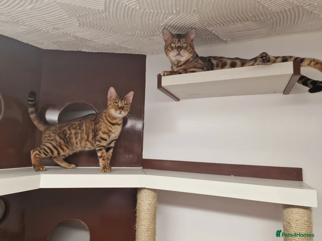 Bengal cats for stud: Bengal cat for stud, Calvin. in Peterborough - Advert 23