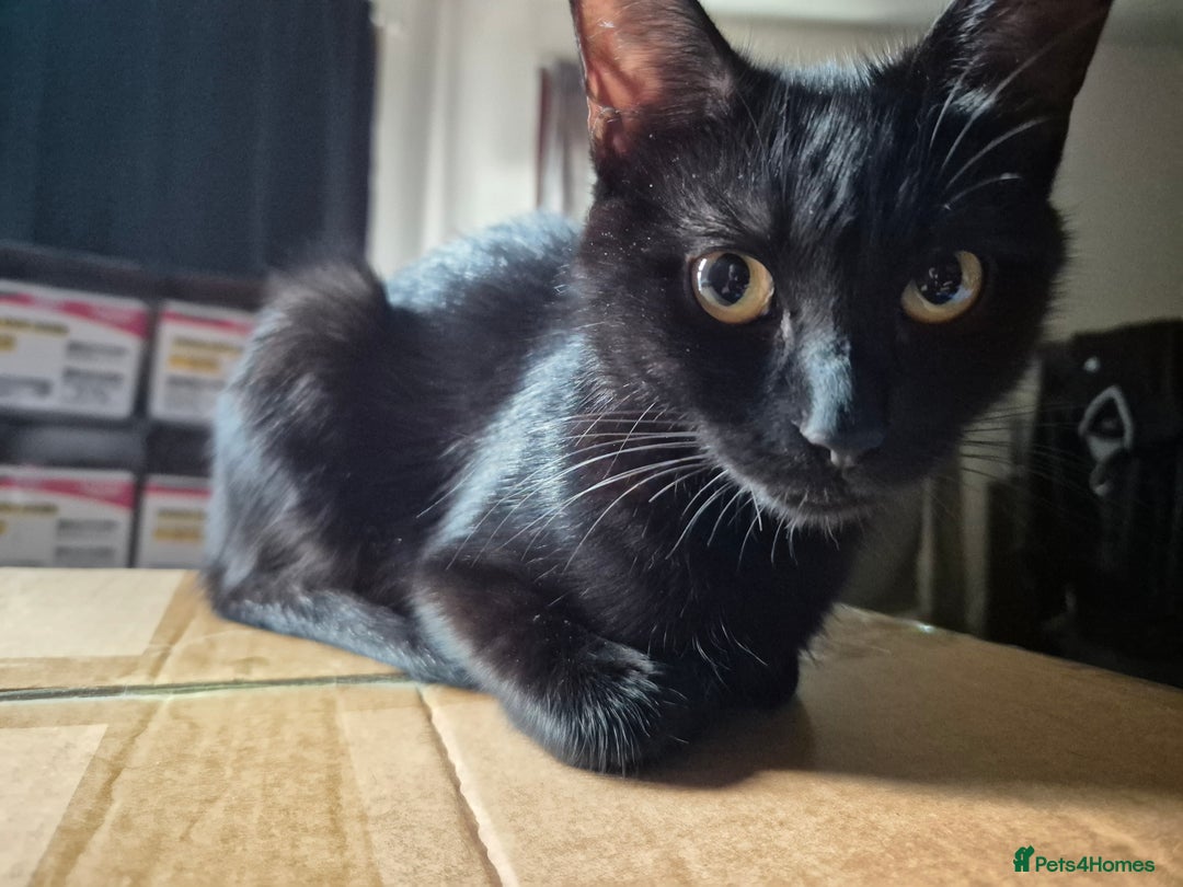 Mixed Breed cats for sale: 3 lovely playful male Kittens looking for home - Image 12