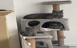 British Shorthair cats for sale: British shorthair kittens “Ready now” - Image 15