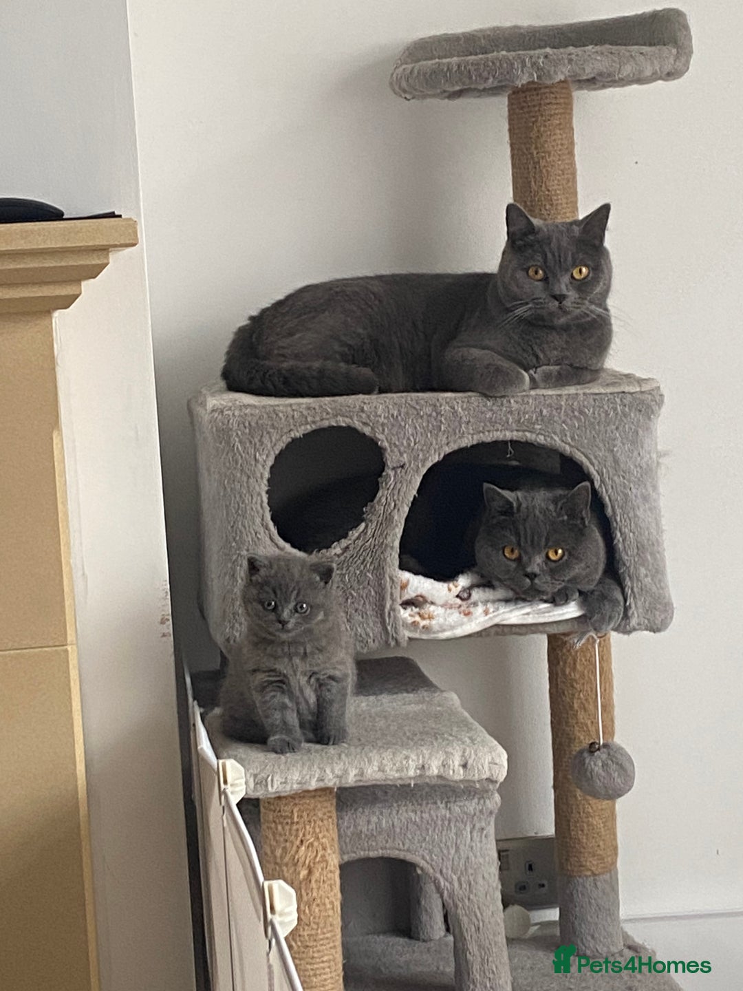 British Shorthair cats for sale: British shorthair kittens “Ready now” - Image 15