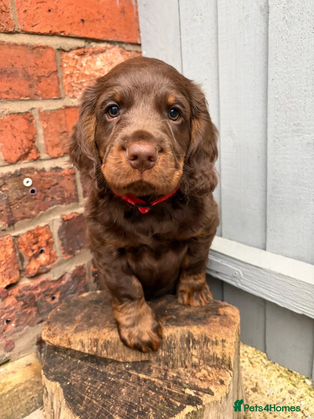 Cocker Spaniel dogs for stud: 🐾 Proven Stud - Healthy Working Cocker Spaniel 🐾 - Advert 7