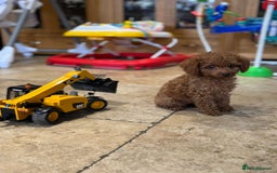 Mixed Breed dogs for sale: Toy poodle for sale! - Image 1