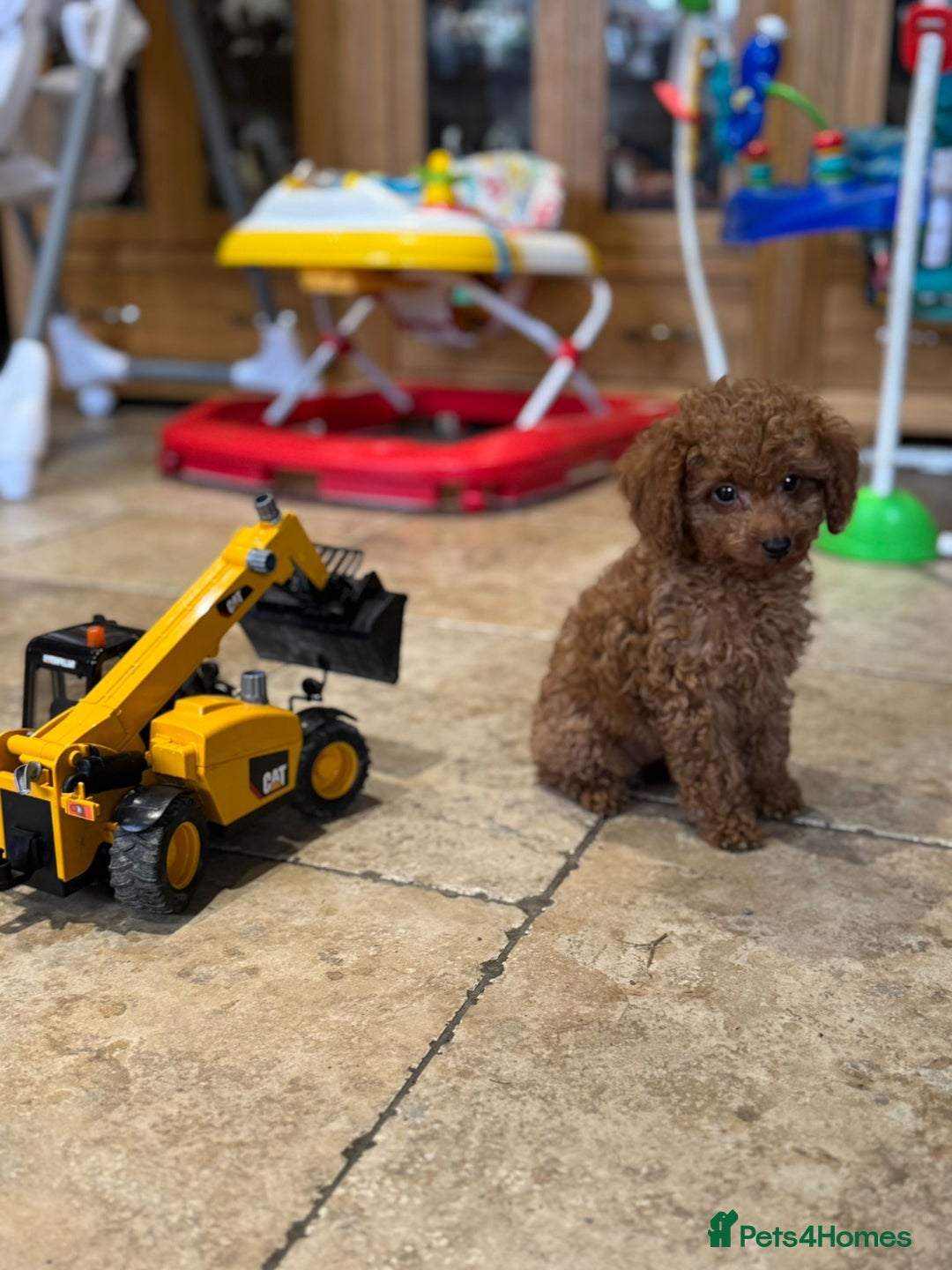 Mixed Breed dogs for sale: Toy poodle for sale! - Image 1