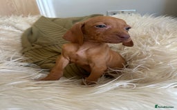Hungarian Vizsla dogs for sale: 🐾KC Registered Hungarian Vizsla puppies🐾 - Image 5