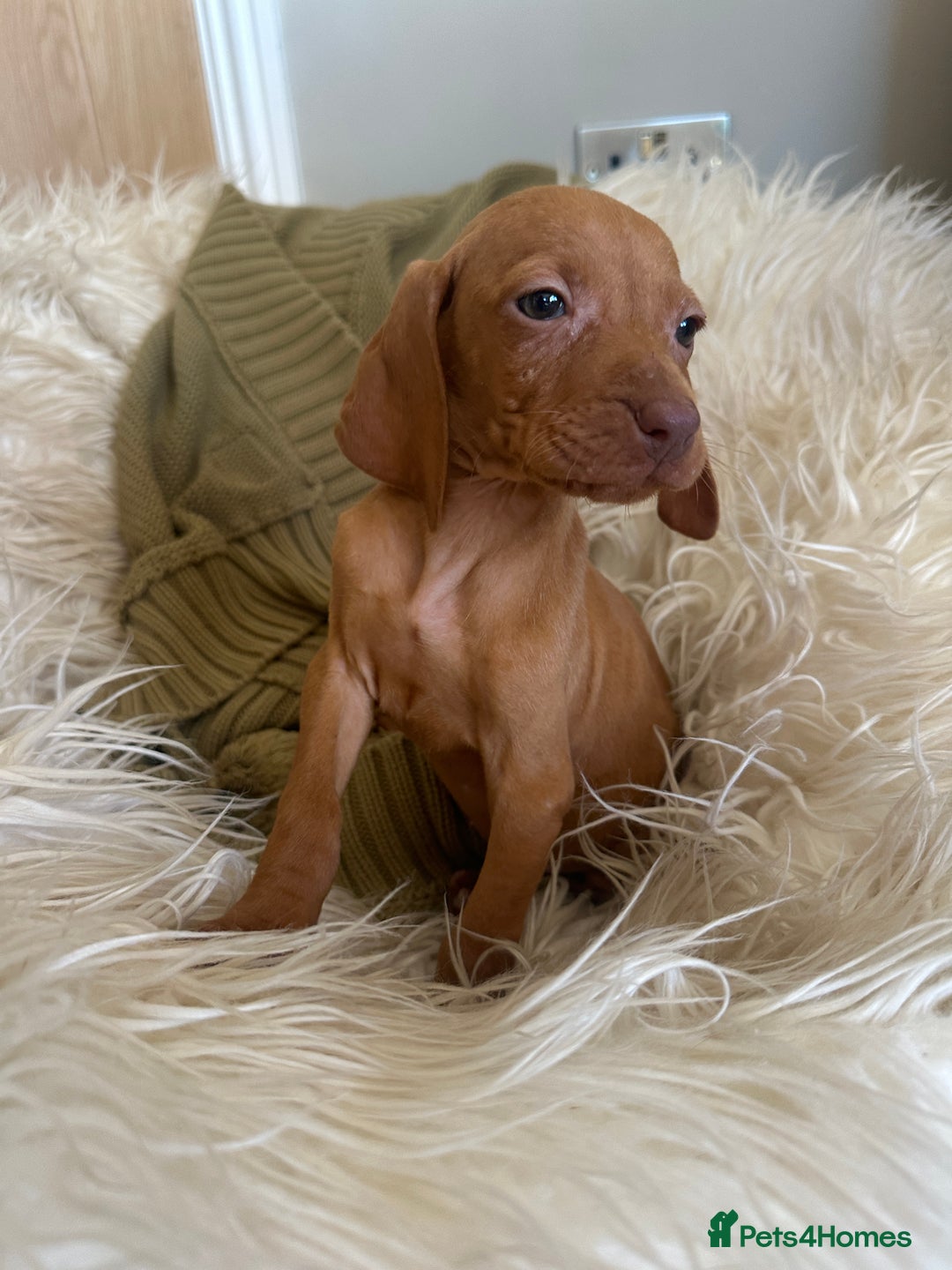 Hungarian Vizsla dogs for sale: 🐾KC Registered Hungarian Vizsla puppies🐾 - Image 5