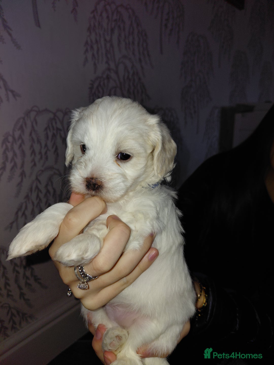 Maltipoo dogs for sale: F1 tiny adorable maltipoo  - Advert 28