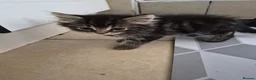 Mixed Breed cats for sale: mixed breed kittens in Ilkeston - Advert 5