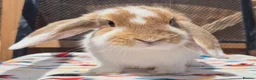 Mini Lop rabbits for sale: mini lops  2 does 1 buck and 1 lion lop buck left  - Advert 1