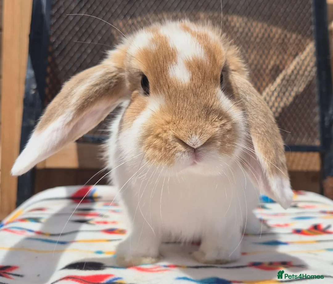 Mini Lop rabbits for sale: mini lops  2 does 1 buck and 1 lion lop buck left  - Advert 1