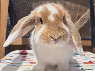 Mini Lop rabbits mini lops 3 does 1 buck 10 weeks old - Advert 5