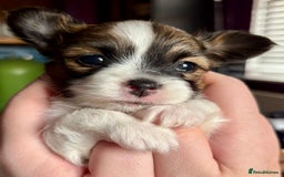 Papillon dogs for sale: 1 beautiful papillon girl puppy for sale - Image 1