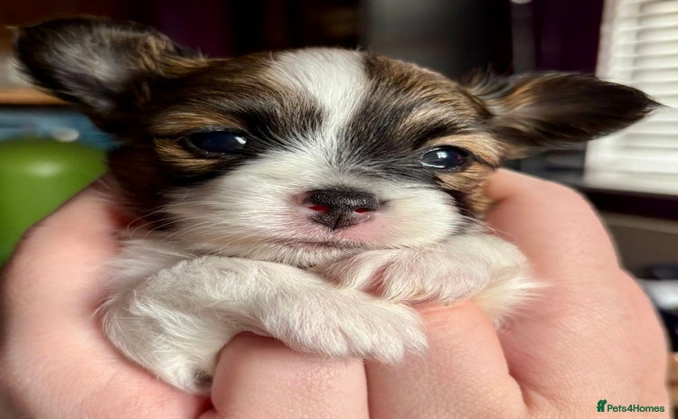 Papillon dogs - Advert 1