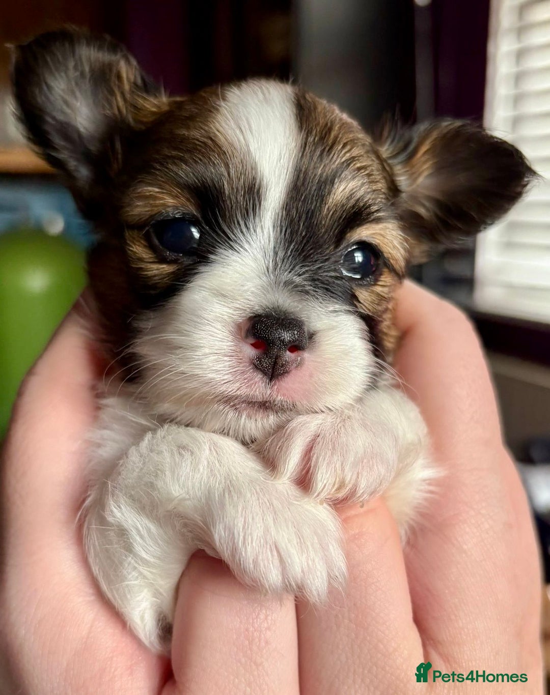 Papillon dogs for sale: 1 beautiful papillon girl puppy for sale - Image 1